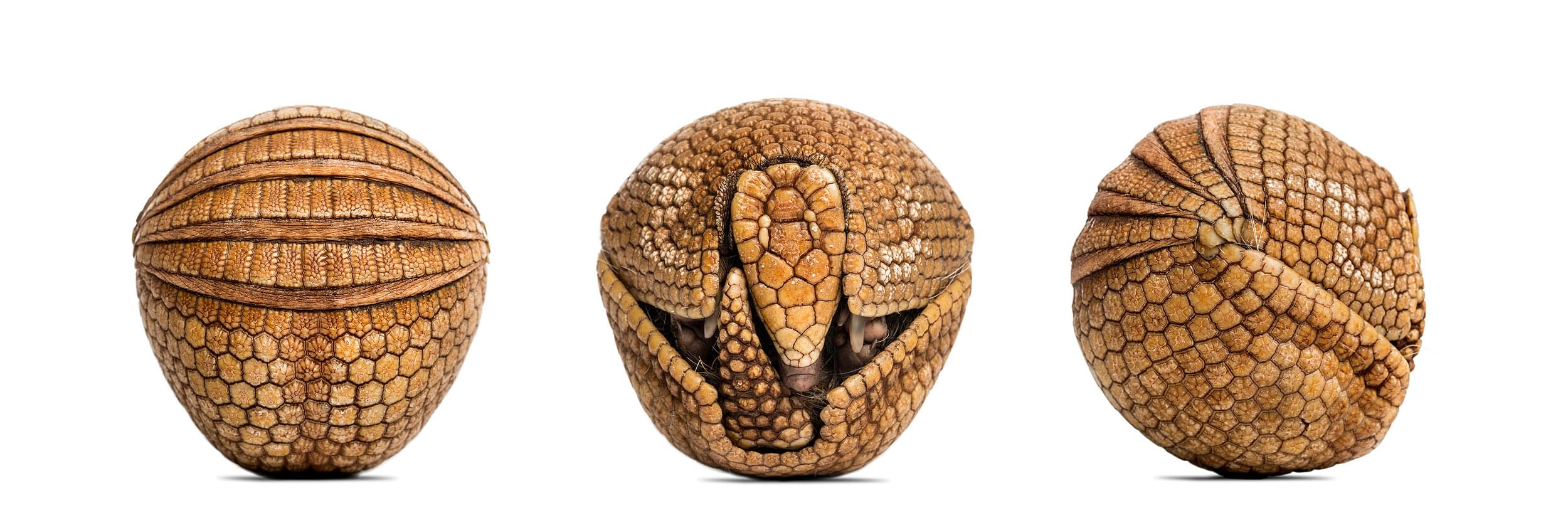 Armadillo Armor